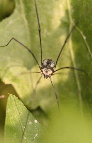 Réf. 199 438 : Gagrella sp.
